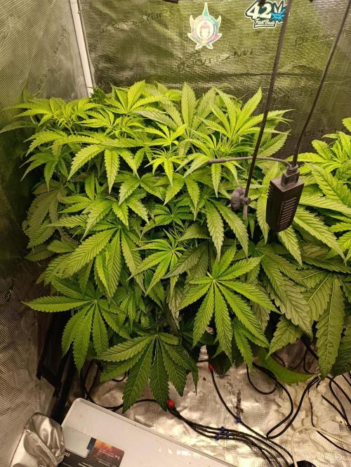 Candy breath Paradise seeds DWC. Week 5