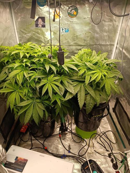 Candy breath Paradise seeds DWC. Week 5