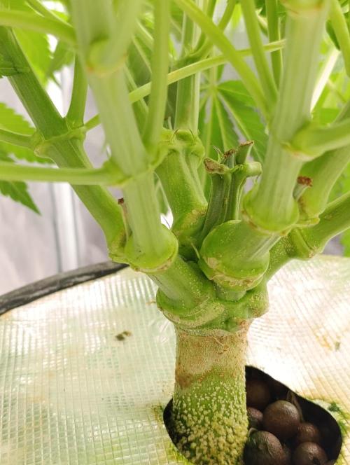 Candy breath Paradise seeds DWC. Week 5