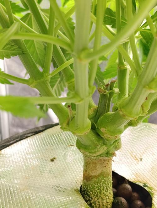 Candy breath Paradise seeds DWC. Week 5