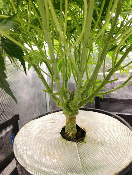 Candy breath Paradise seeds DWC. Week 5