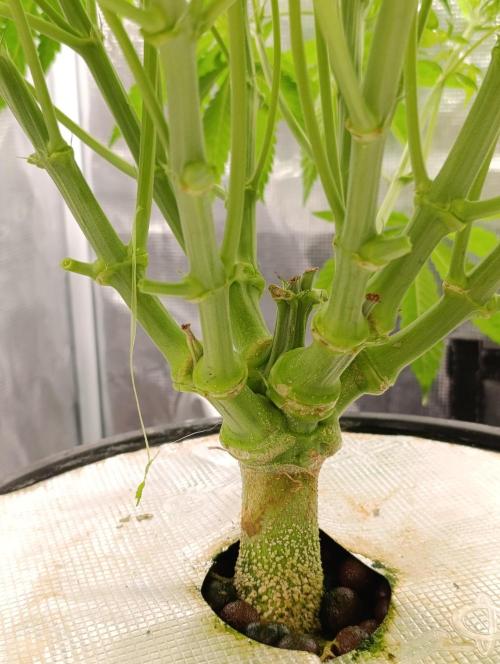 Candy breath Paradise seeds DWC. Week 5