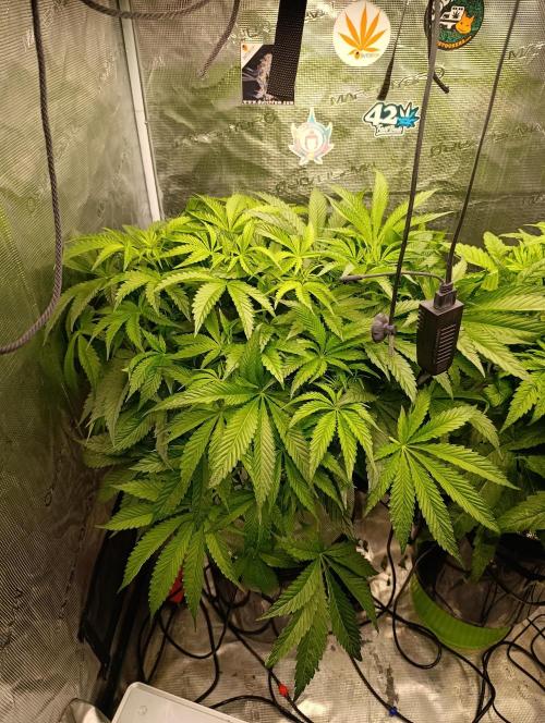 Candy breath Paradise seeds DWC. Week 5