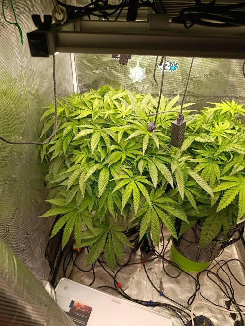 Candy breath Paradise seeds DWC. Week 5