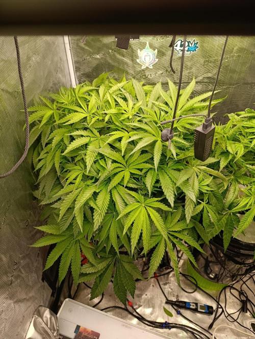 Candy breath Paradise seeds DWC. Week 5