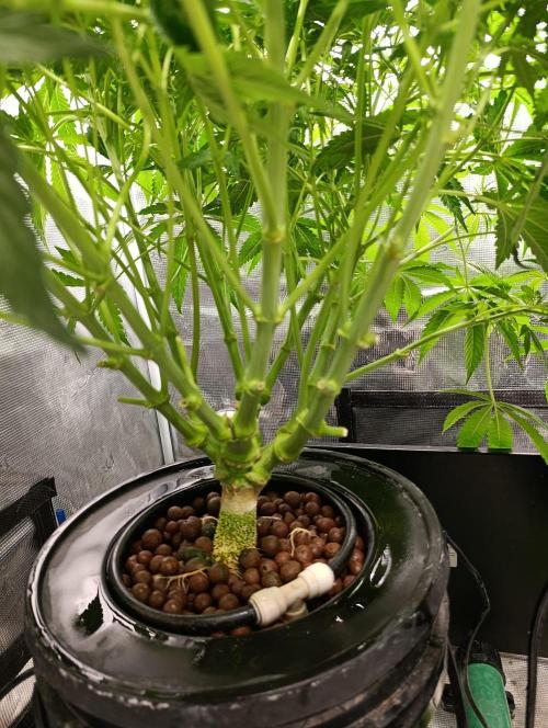 Candy breath Paradise seeds DWC. Week 5