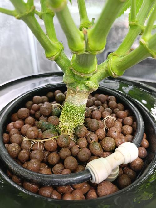 Candy breath Paradise seeds DWC. Week 5