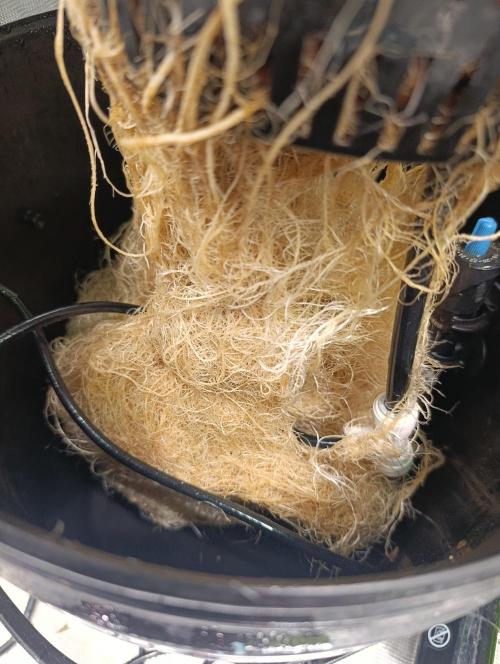 Candy breath Paradise seeds DWC. Week 5