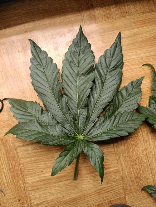 Smashberry Fumez Anesia DWC. Week 5