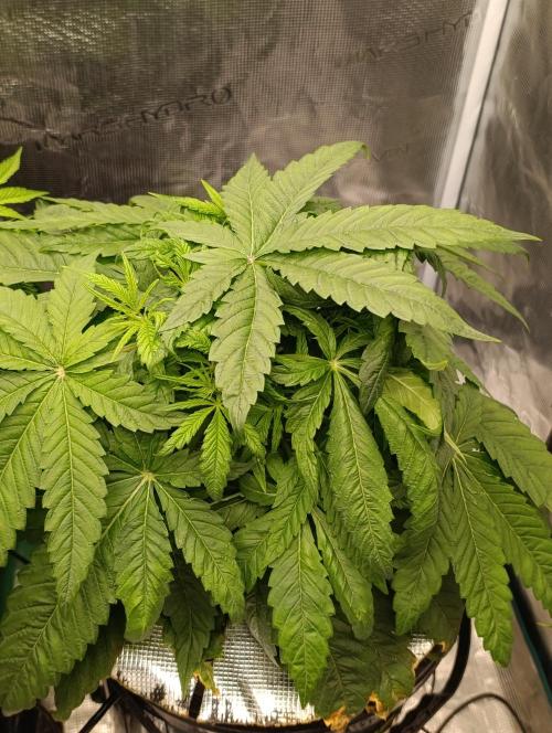 Smashberry Fumez Anesia DWC. Week 5