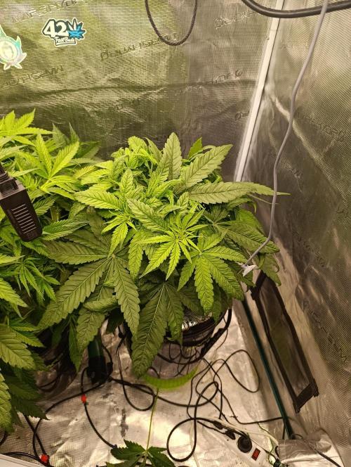 Smashberry Fumez Anesia DWC. Week 5