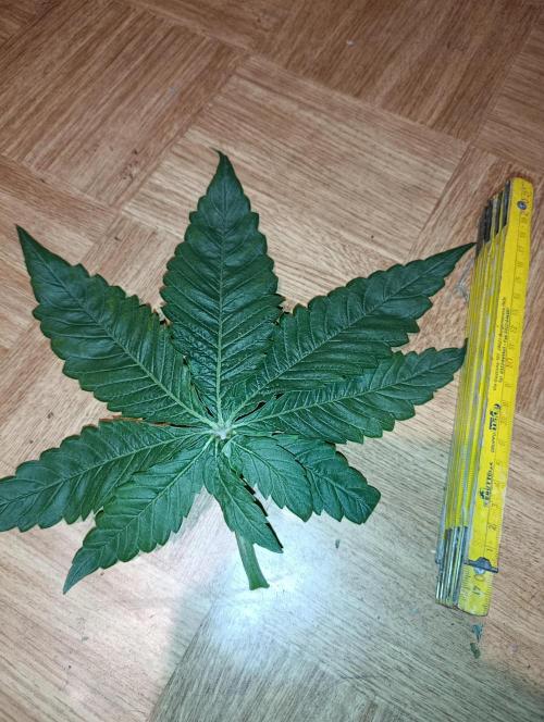 Smashberry Fumez Anesia DWC. Week 5