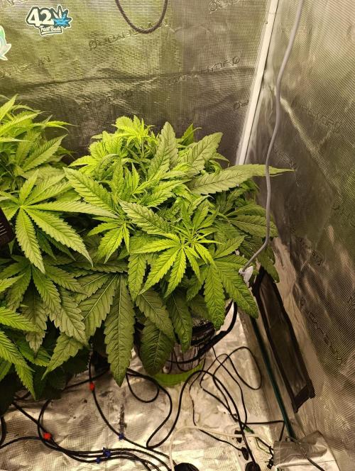 Smashberry Fumez Anesia DWC. Week 5