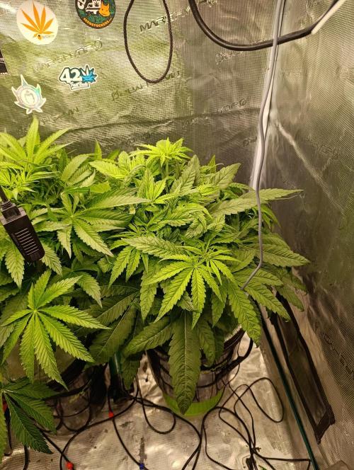 Smashberry Fumez Anesia DWC. Week 5