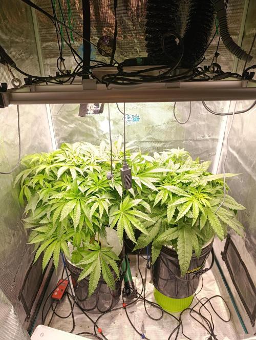 Smashberry Fumez Anesia DWC. Week 5