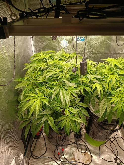 Smashberry Fumez Anesia DWC. Week 5