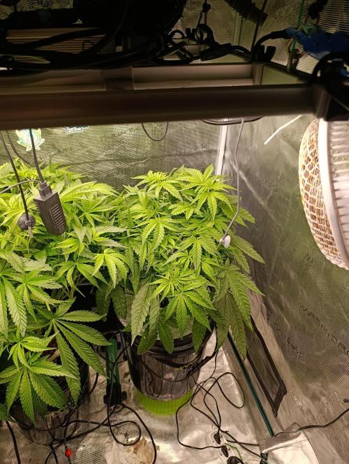 Smashberry Fumez Anesia DWC. Week 5