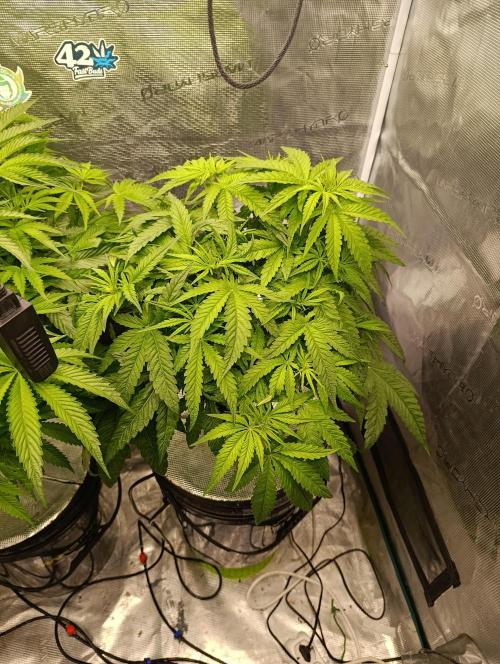 Smashberry Fumez Anesia DWC. Week 5