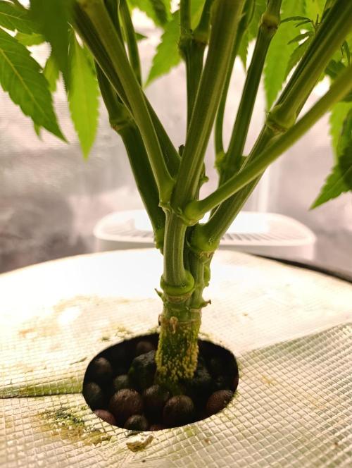 Smashberry Fumez Anesia DWC. Week 5