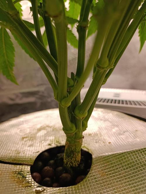 Smashberry Fumez Anesia DWC. Week 5