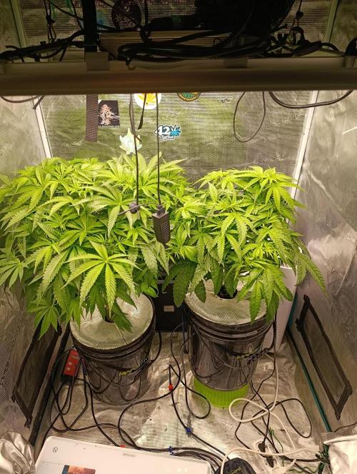 Smashberry Fumez Anesia DWC. Week 5