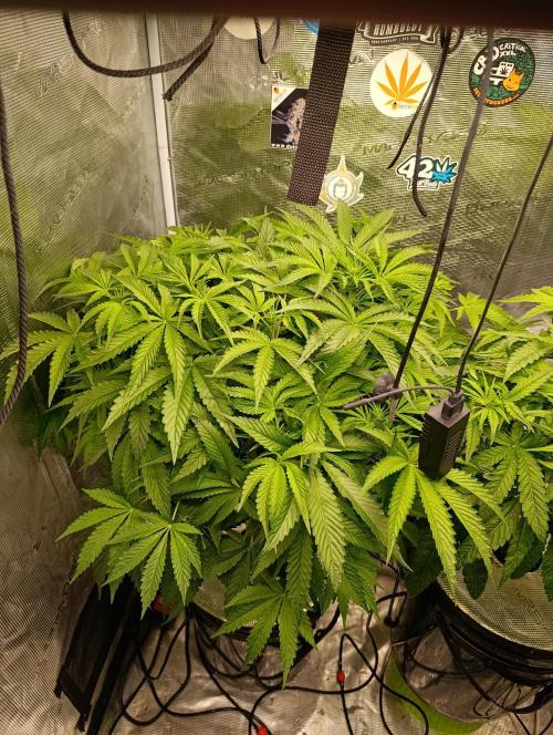 Candy breath Paradise seeds DWC. Week 6