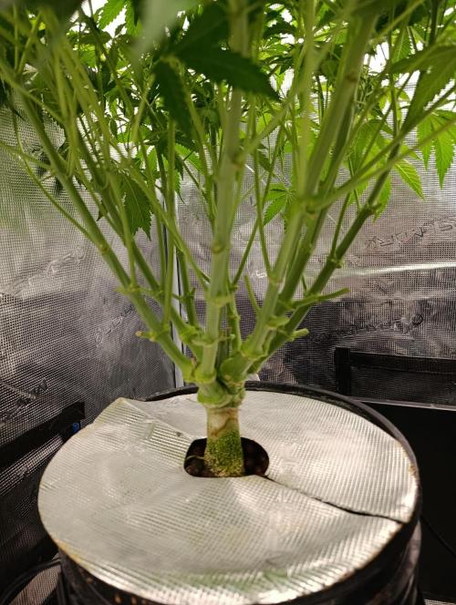 Candy breath Paradise seeds DWC. Week 6