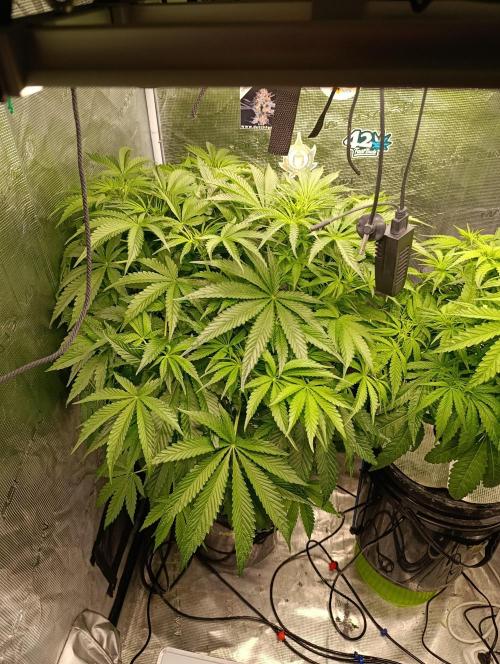 Candy breath Paradise seeds DWC. Week 6