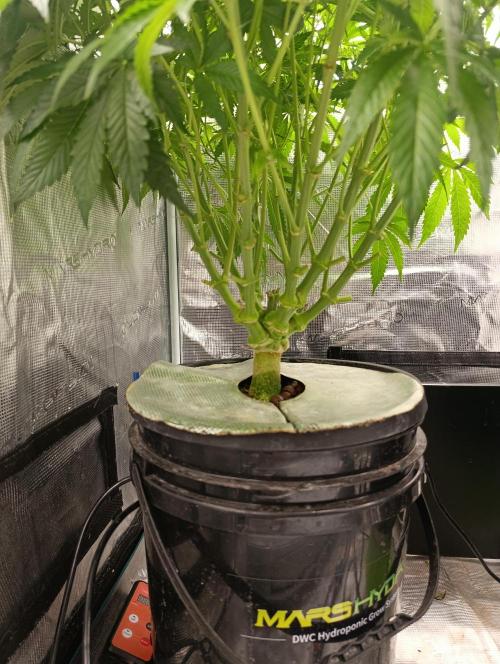 Candy breath Paradise seeds DWC. Week 6