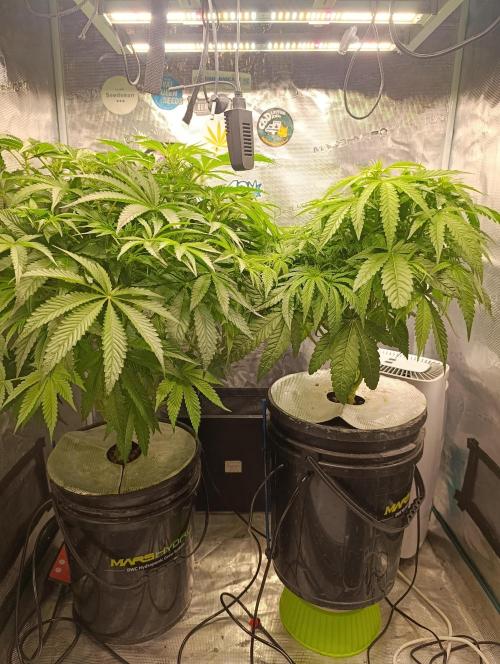 Candy breath Paradise seeds DWC. Week 6