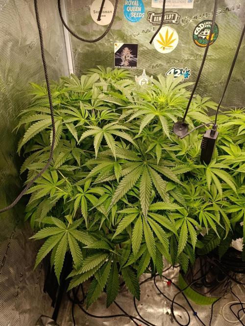 Candy breath Paradise seeds DWC. Week 6