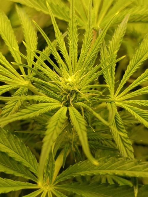 Candy breath Paradise seeds DWC. Week 6