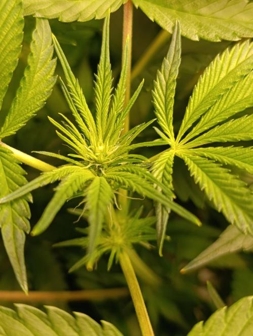 Candy breath Paradise seeds DWC. Week 6