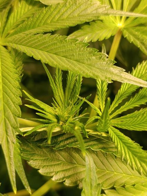 Candy breath Paradise seeds DWC. Week 6