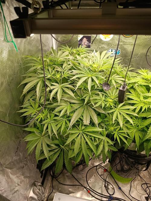 Candy breath Paradise seeds DWC. Week 6