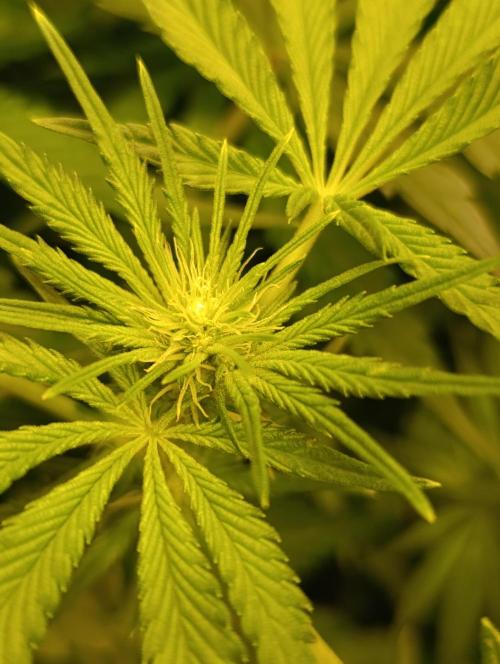 Candy breath Paradise seeds DWC. Week 6