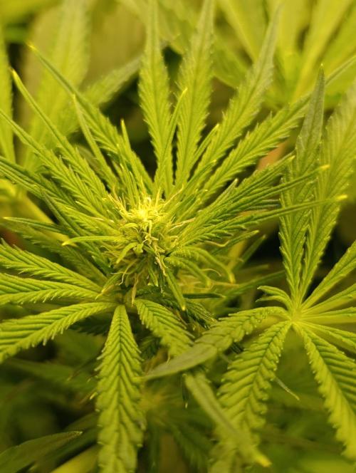 Candy breath Paradise seeds DWC. Week 6