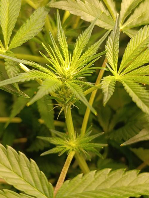 Candy breath Paradise seeds DWC. Week 6