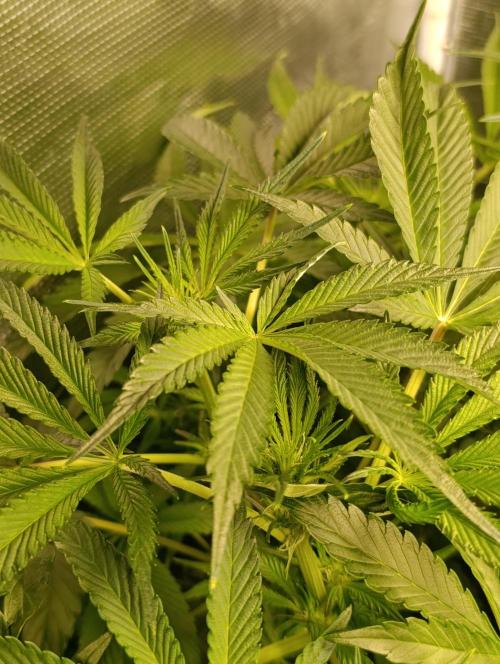Candy breath Paradise seeds DWC. Week 6
