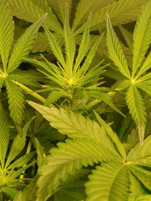 Candy breath Paradise seeds DWC. Week 6