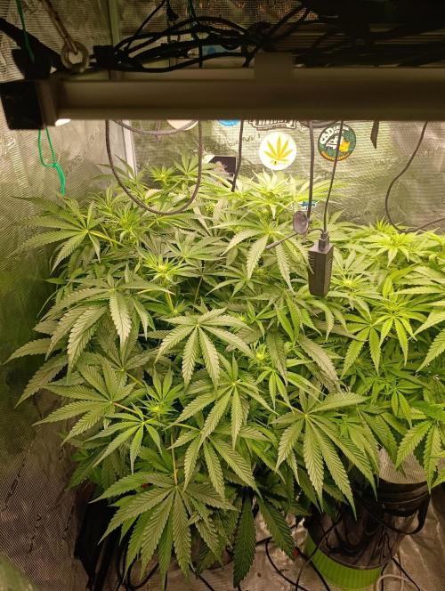Candy breath Paradise seeds DWC. Week 6