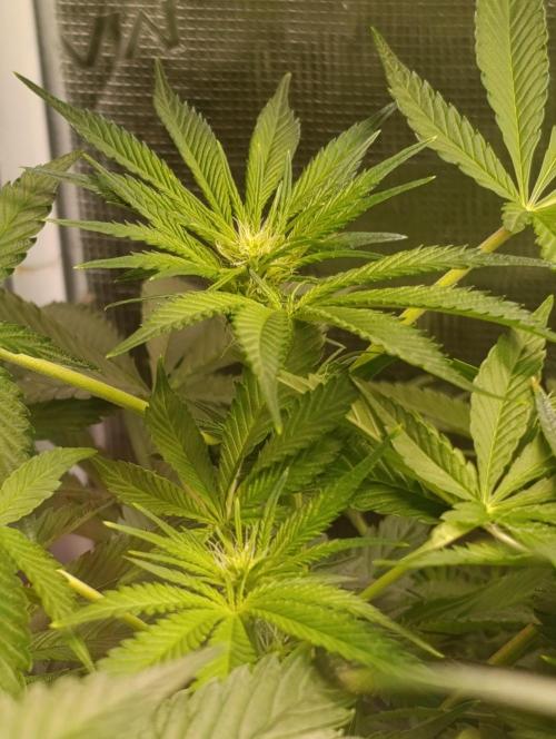 Candy breath Paradise seeds DWC. Week 6