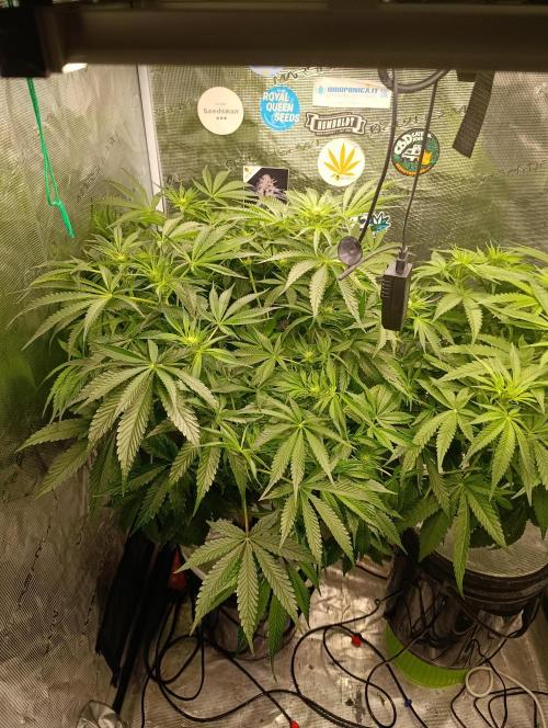 Candy breath Paradise seeds DWC. Week 6