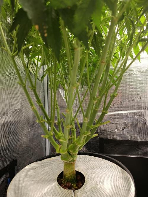 Candy breath Paradise seeds DWC. Week 6