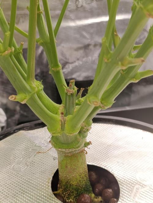 Candy breath Paradise seeds DWC. Week 6