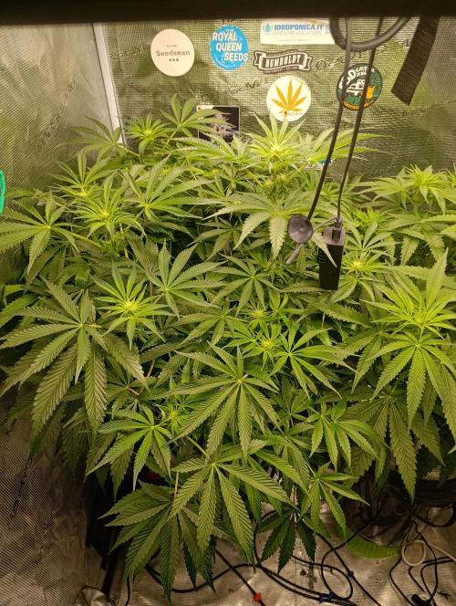Candy breath Paradise seeds DWC. Week 6