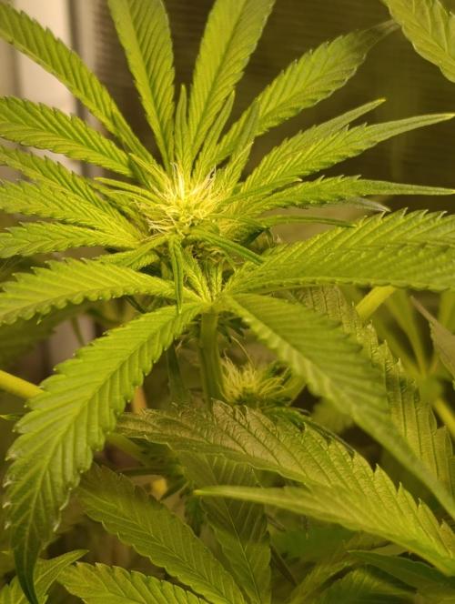 Candy breath Paradise seeds DWC. Week 6