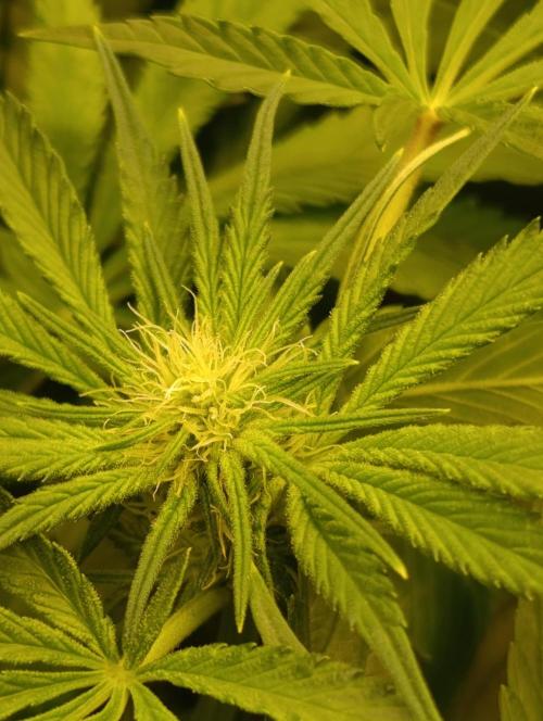 Candy breath Paradise seeds DWC. Week 6