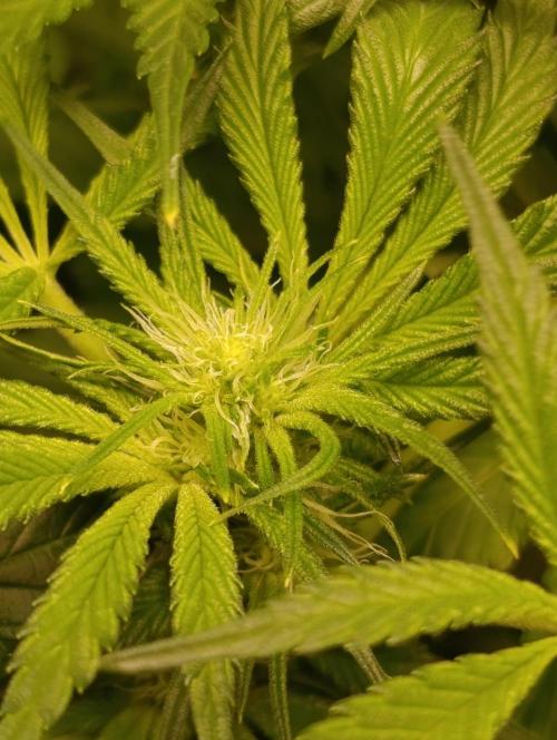 Candy breath Paradise seeds DWC. Week 6