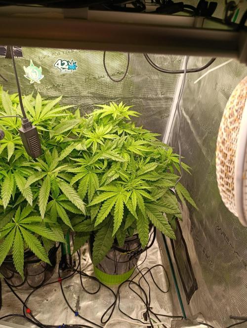 Smashberry Fumez Anesia DWC. Week 6